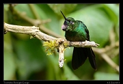  Tourmaline Sunangel, Guango, Ecuador � Janet Zinn 2013