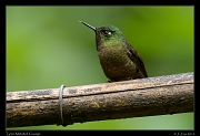  Tyrian Metaltail, Guango, Ecuador � Janet Zinn 2013