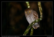  Vermiculated (Foothill) Screech Owl, Wild Sumaco, Ecuador � Janet Zinn 2013