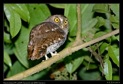  Vermiculated (Foothill) Screech Owl, Wild Sumaco, Ecuador � Janet Zinn 2013