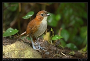  White-bellied Antpitta, San Isidro, Ecuador � Janet Zinn 2013