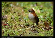  White-bellied Antpitta, San Isidro, Ecuador � Janet Zinn 2013