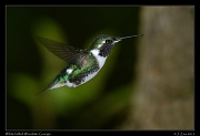  White-bellied Woodstar, Guango, Ecuador � Janet Zinn 2013