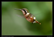  White-bellied Woodstar (female), Guango, Ecuador � Janet Zinn 2013