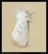  White Flannel Moth (Norape sp.), Wild Sumaco, Ecuador � Janet Zinn 2013