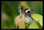  Wire-crested Thorntail, Wild Sumaco, Ecuador � Janet Zinn 2013