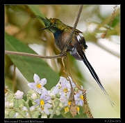  Wire-crested Thorntail, Wild Sumaco, Ecuador � Janet Zinn 2013