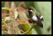  Wire-crested Thorntail (female), Wild Sumaco, Ecuador � Janet Zinn 2013