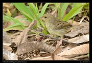  Yellow-browed Sparrow, Wild Sumaco, Ecuador � Janet Zinn 2013