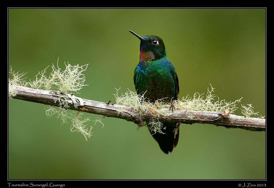 tourmaline_sunangel_4880a