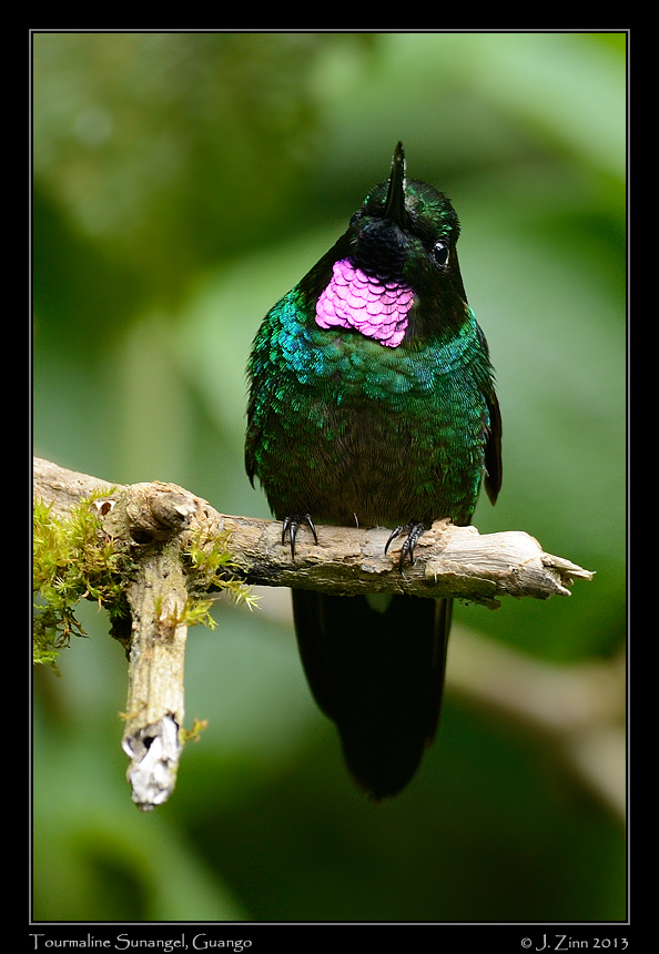 tourmaline_sunangel_4919a