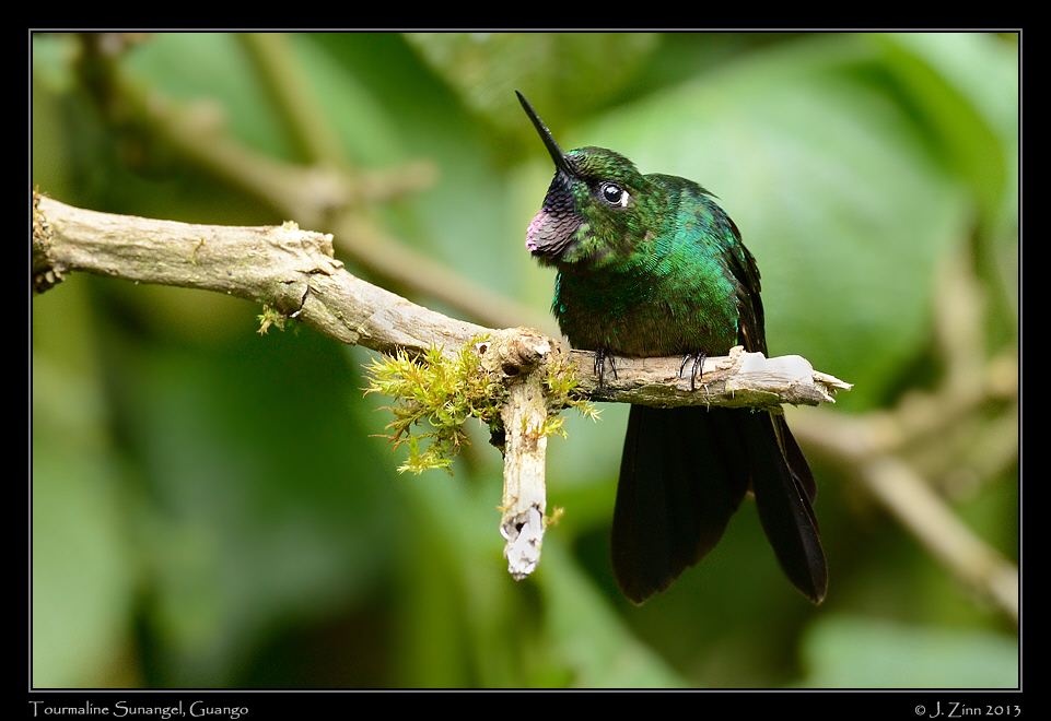 tourmaline_sunangel_4945a