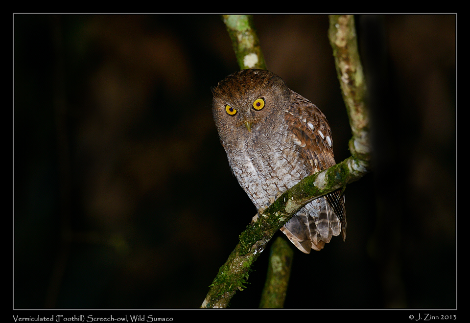vermiculated_foothill_screech_owl_6342a