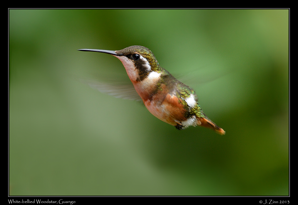 white_bellied_woodstar_female_5033a
