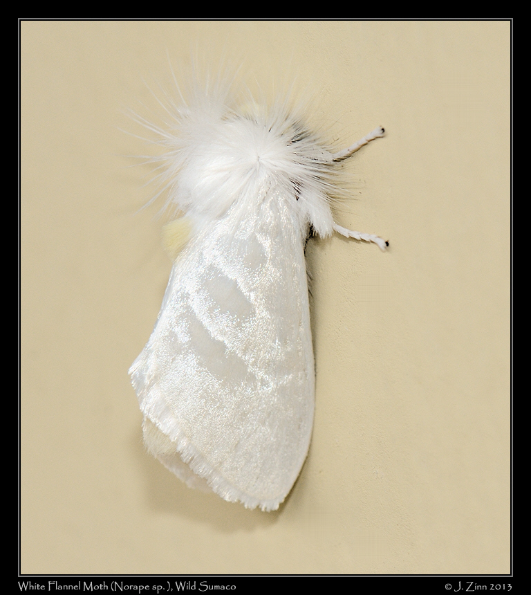 white_flannel_moth_3381a
