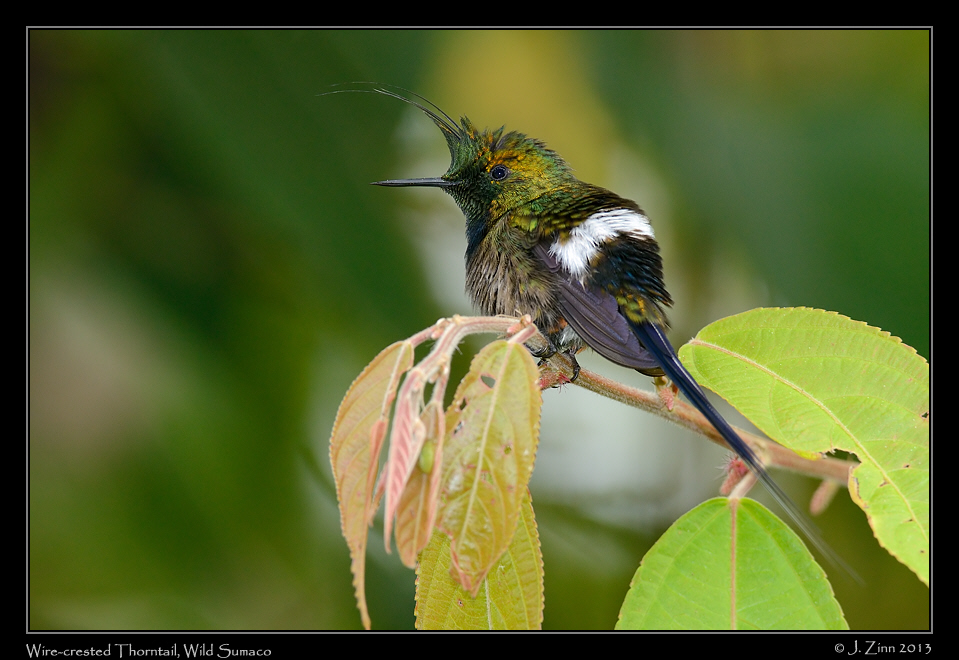 wire_crested_thorntail_6138a