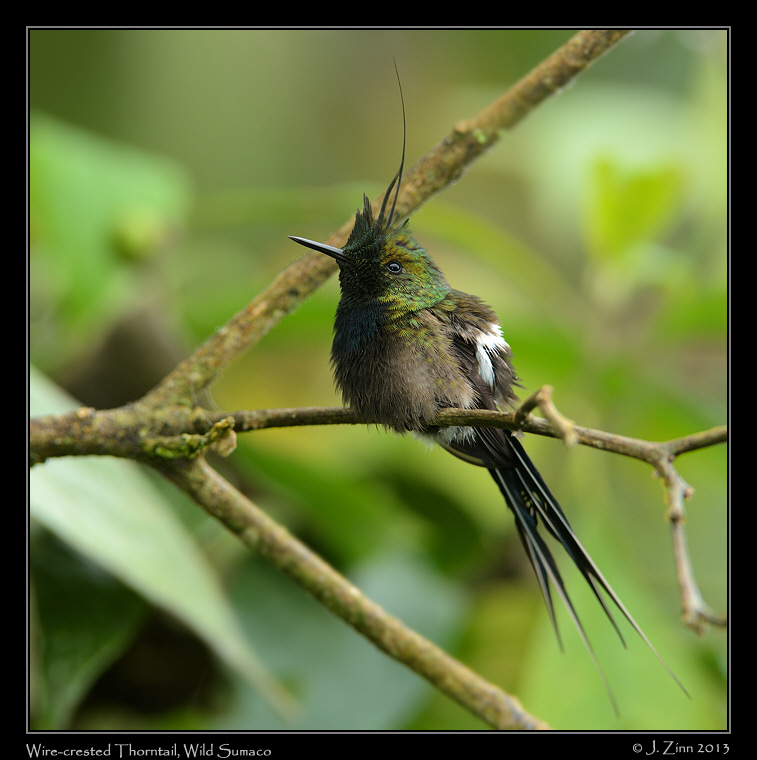 wire_crested_thorntail_6276a