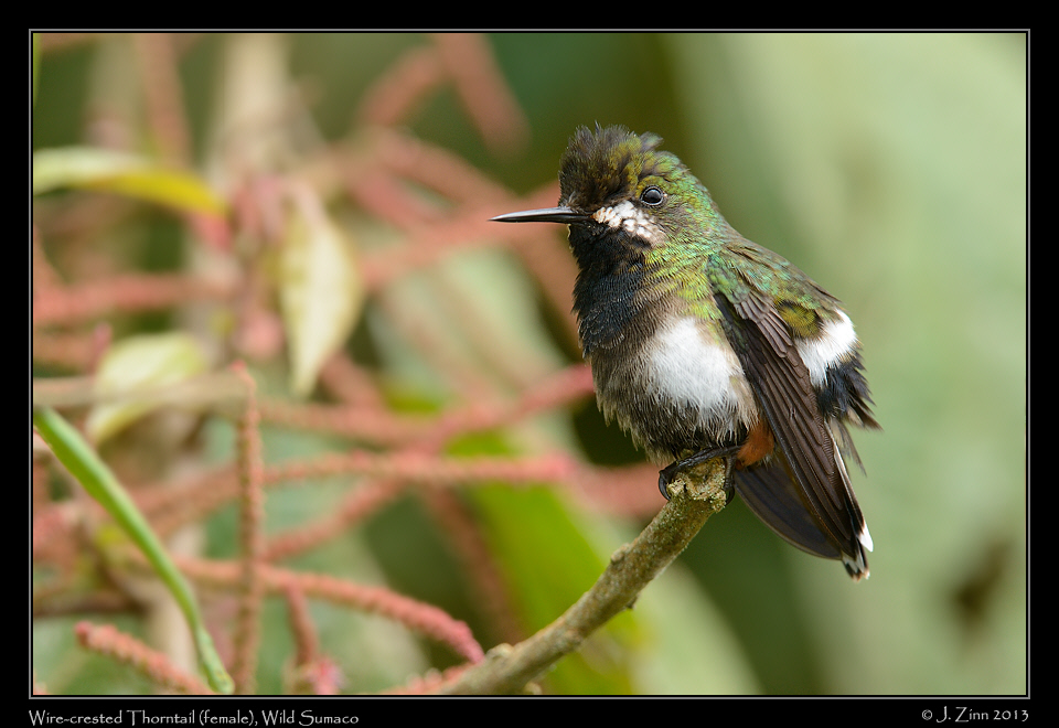 wire_crested_thorntail_female_6542a