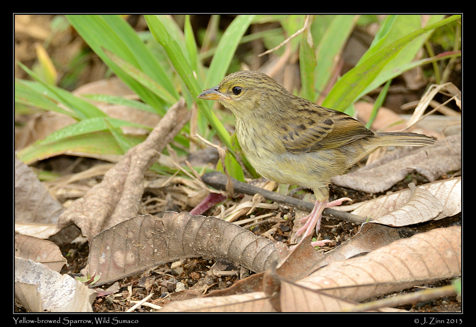yellow_browed_sparrow_6549a