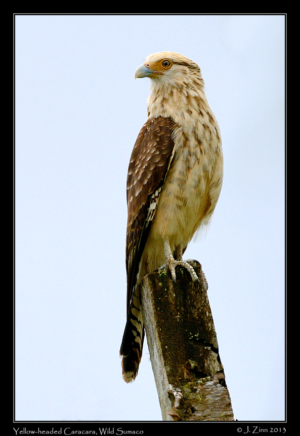 yellow_headed_caracara_5903a
