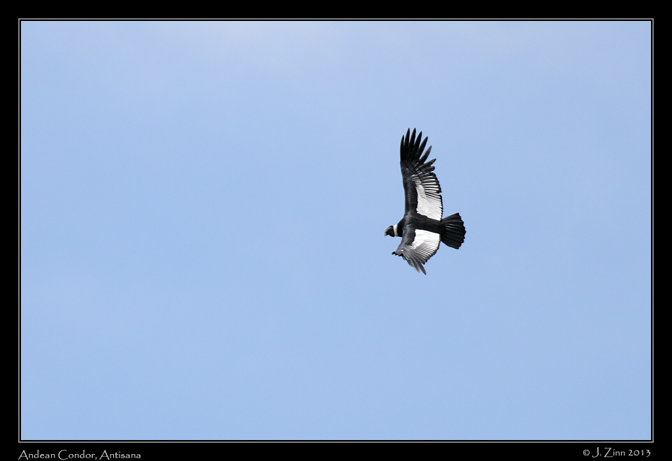 andean_condor_5571a