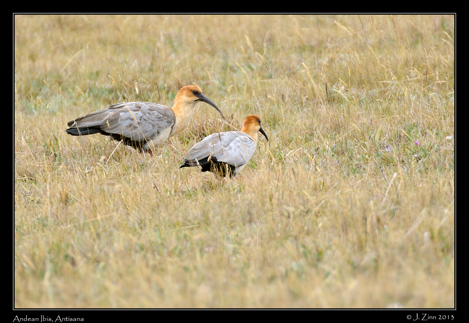 andean_ibis_5516b
