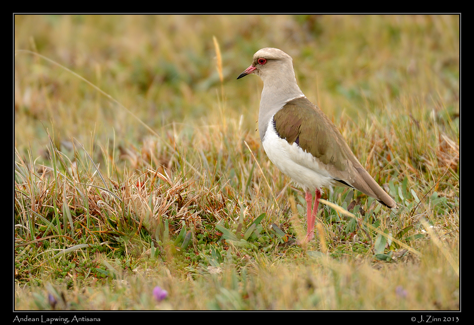 andean_lapwing_5389a