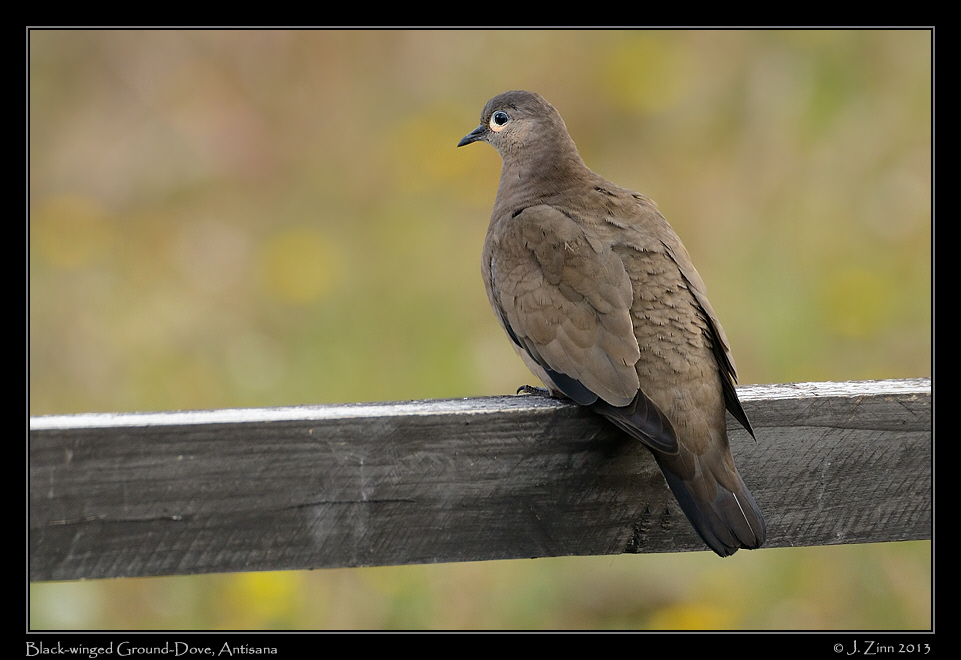 black_winged_ground_dove_5062a