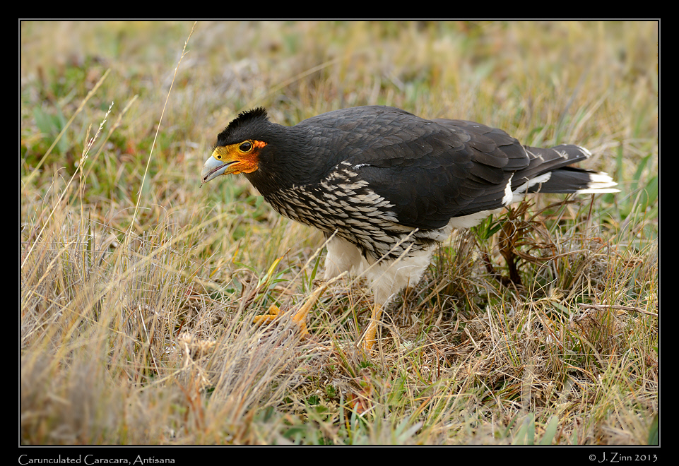 carunculated_caracara_5540a