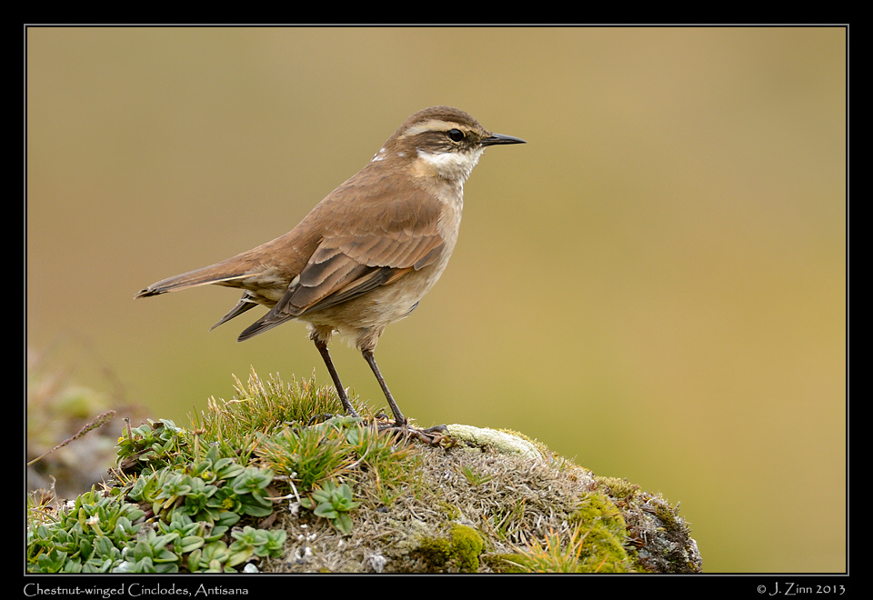 chestnut_winged_cinclodes_5487a