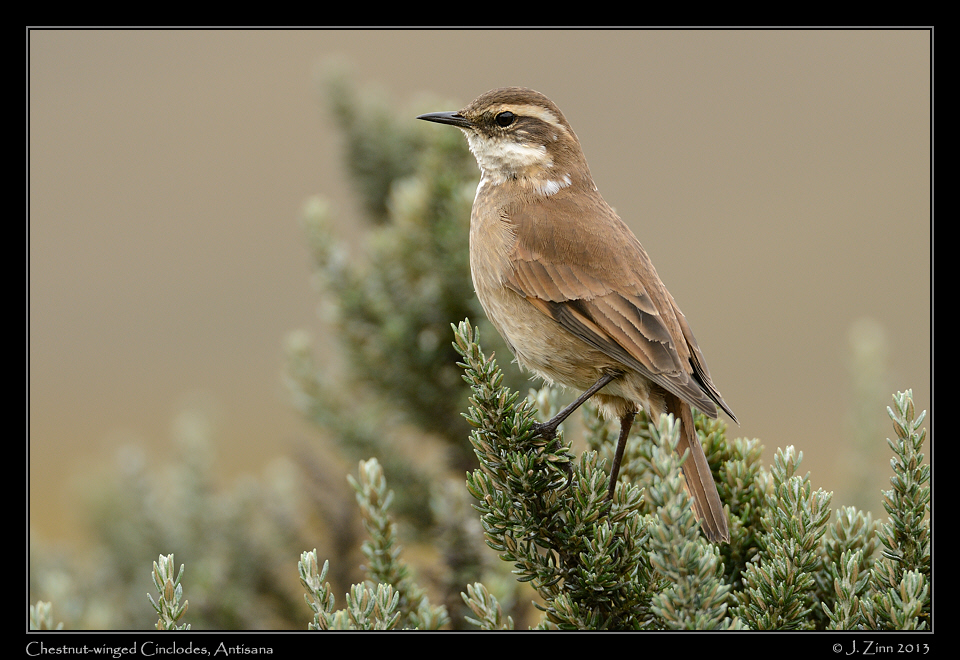 chestnut_winged_cinclodes_5508a