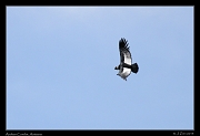  Andean Condor, Antisana Reserve, Ecuador � Janet Zinn 2013
