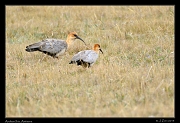 Andean Ibis, Antisana Reserve, Ecuador � Janet Zinn 2013