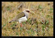  Andean Lapwing, Antisana Reserve, Ecuador � Janet Zinn 2013