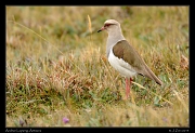  Andean Lapwing, Antisana Reserve, Ecuador � Janet Zinn 2013