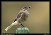  Black-billed Shrike-Tyrant, Antisana Reserve, Ecuador � Janet Zinn 2013