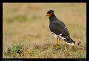  Carunculated Caracara, Antisana Reserve, Ecuador � Janet Zinn 2013