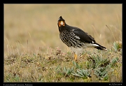  Carunculated Caracara, Antisana Reserve, Ecuador � Janet Zinn 2013