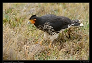  Carunculated Caracara, Antisana Reserve, Ecuador � Janet Zinn 2013
