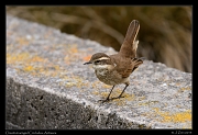  Chestnut-winged Cinclodes, Antisana Reserve, Ecuador � Janet Zinn 2013