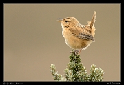  Sedge (Grassland) Wren, Antisana Reserve, Ecuador � Janet Zinn 2013