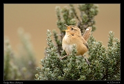  Sedge (Grassland) Wren, Antisana Reserve, Ecuador � Janet Zinn 2013