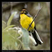  Spectacled Redstart, Antisana Reserve, Ecuador � Janet Zinn 2013