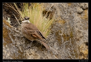  Stout-billed Cinclodes, Antisana Reserve, Ecuador � Janet Zinn 2013
