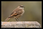  Stout-billed Cinclodes, Antisana Reserve, Ecuador � Janet Zinn 2013