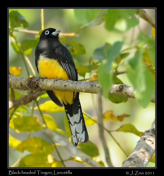 Black_headed_trogon_8936b