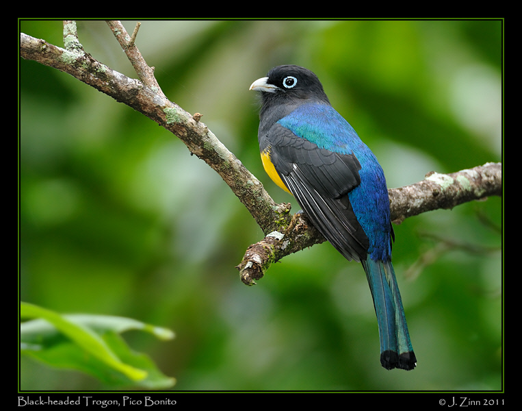 Black_headed_trogon_9033a