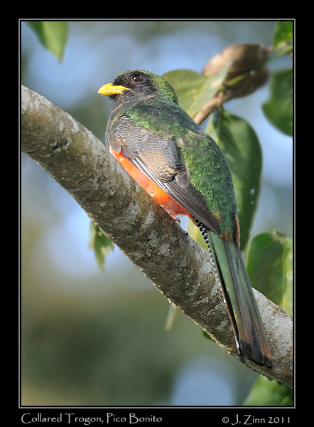 Collared_Trogon_9050a