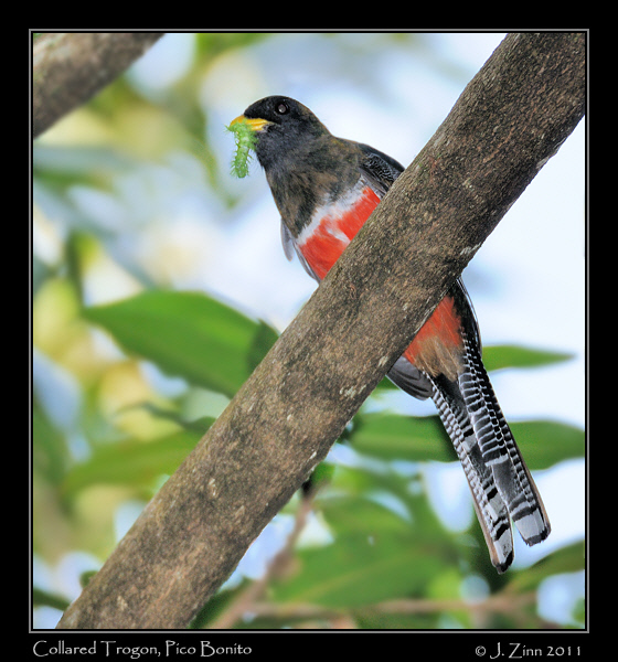 Collared_Trogon_9051a