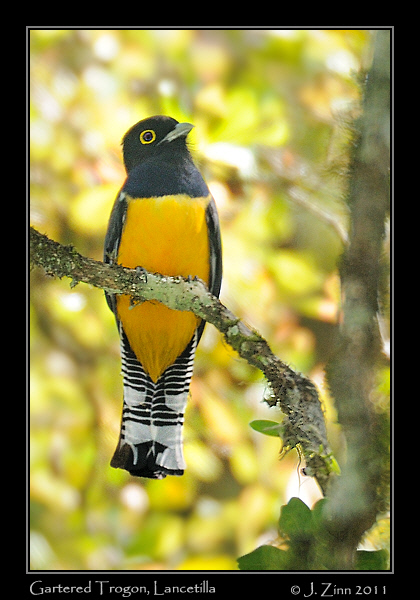 Gartered_trogon_8996a
